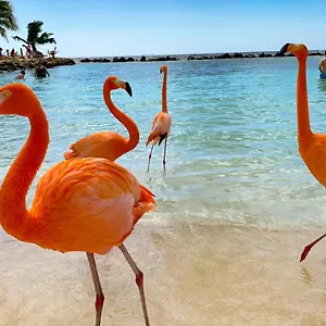 Pensión Yoyita Aruba (adults Only), Palm Beach